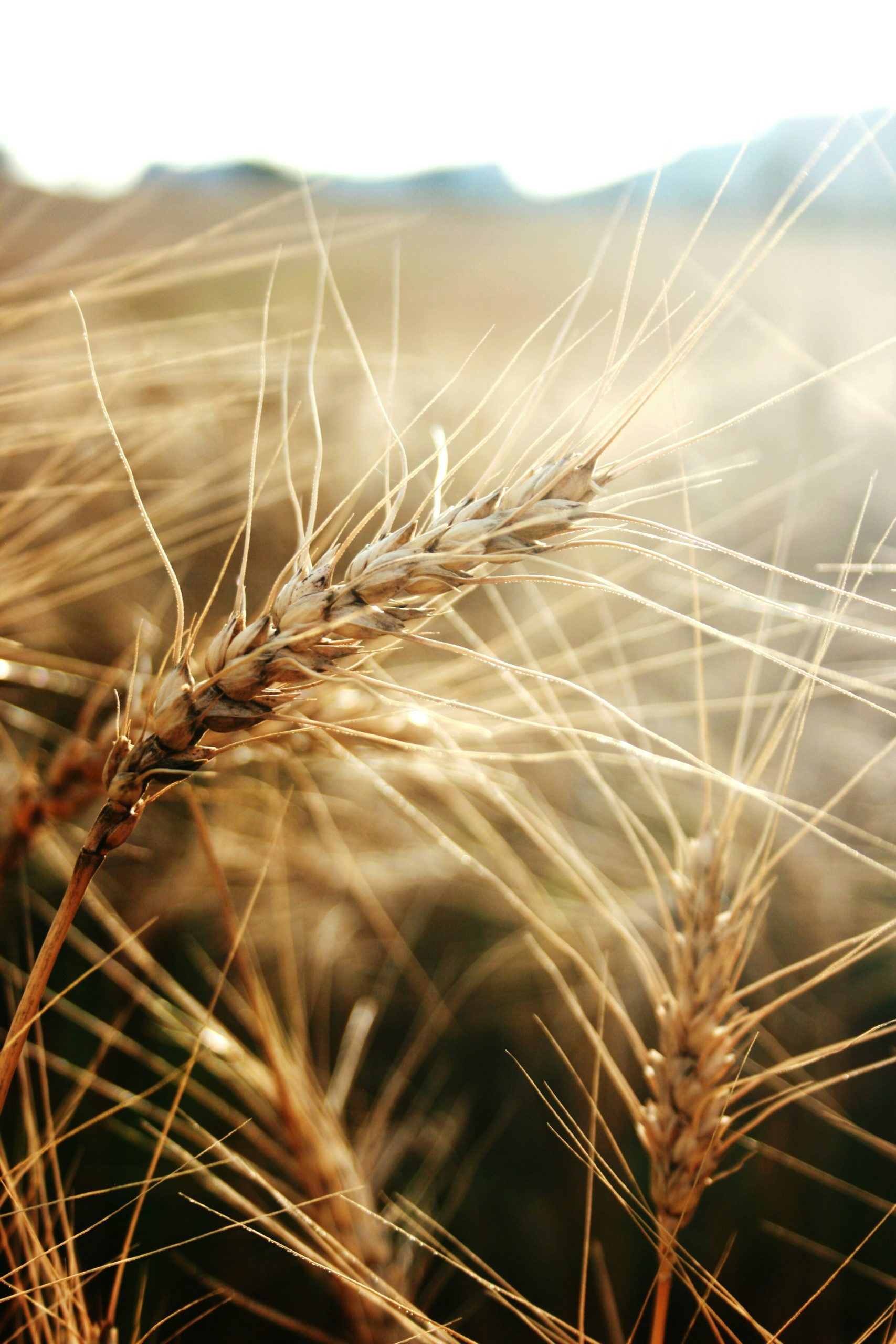 rye flour, artisan bakery